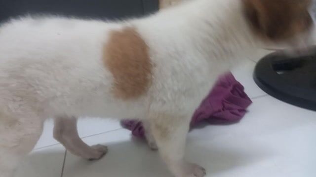 chó mông cộc . Mua bán Chó tại Quận Ninh Kiều Cần Thơ được đăng bởi phương  hình 1
