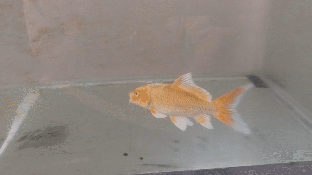 phi tần Đỏ 10cm Đầu tròn mỏ ưng màu tốt. Mua bán Thú cưng khác tại Huyện Đan Phượng Hà Nội được đăng bởi pbac hình 1