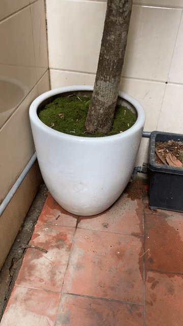 CÂY LỘC VỪNG. Mua bán Cây cảnh, đồ trang trí tại Quận Lê Chân Hải Phòng được đăng bởi Hoang Anh hình 1