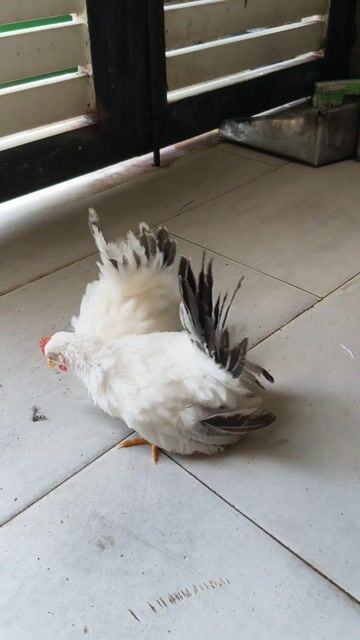 cặp Thái Chuối Tuyết siêu lùn. Mua bán Gà tại Quận 12 Tp Hồ Chí Minh được đăng bởi Gà Kiểng Sài Gòn  hình 1