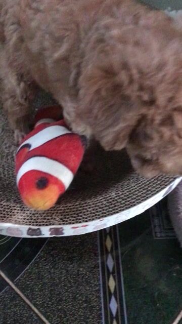 Chó Poodle đực 3 tháng tuổi. Mua bán Chó tại Thành phố Long Xuyên An Giang được đăng bởi Le Điều  hình 1