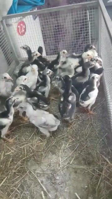 GÀ CON - GÀ ĐÒN CON GIỐNG RẶC BÌNH ĐỊNH TRẠNG LỚN!. Mua bán Gà tại Huyện Bình Chánh Tp Hồ Chí Minh được đăng bởi Bình Pug hình 1