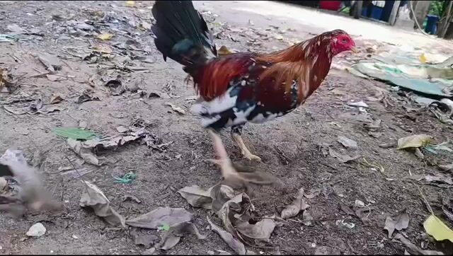 Điều bông 1kg3(2x)( Chơi liền). Mua bán Gà tại Quận 8 Tp Hồ Chí Minh được đăng bởi Nguyễn hoàng phương hình 1