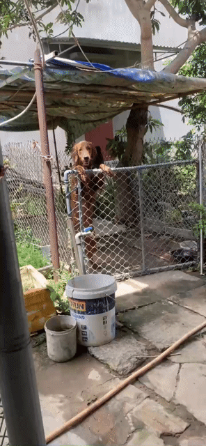 Chó Golden Retriever nâu 8 tháng tuổi. Mua bán Chó tại Huyện Tuy Phước Bình Định được đăng bởi Gia Khương hình 1