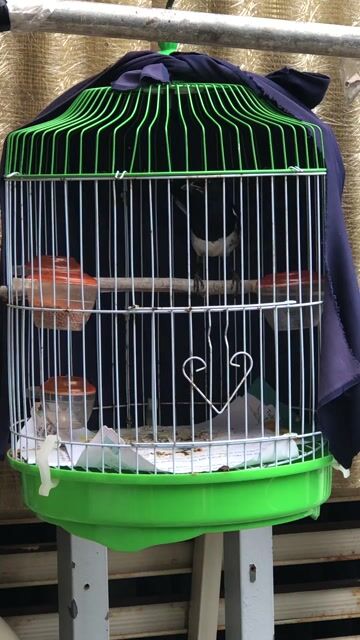 Chim chích chòe Đen trắng Đực. Mua bán Chim tại Quận 8 Tp Hồ Chí Minh được đăng bởi tuilàai hình 1