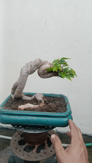 Hoa giấy Mỹ zin Nở hoa quanh năm Khỏe mạnh. Mua bán Cây cảnh, đồ trang trí tại Huyện Quốc Oai Hà Nội được đăng bởi Nguyễn Tiến Anh hình 1