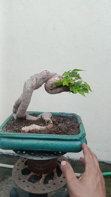 Hoa giấy Mỹ zin Nở hoa quanh năm Khỏe mạnh. Mua bán Cây cảnh, đồ trang trí tại Huyện Quốc Oai Hà Nội được đăng bởi Nguyễn Tiến Anh hình 1