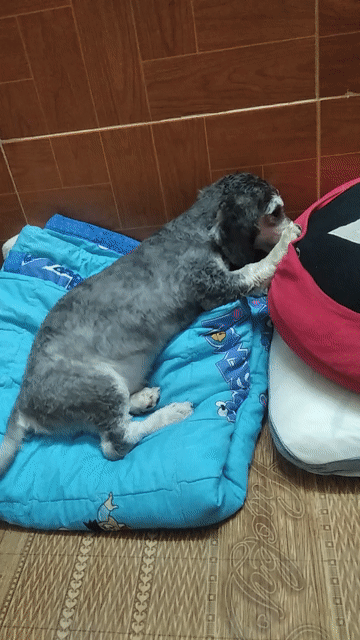 Chó Poodle lai Lạp Sườn đực 3 tháng xám trắng. Mua bán Chó tại Quận Hoàn Kiếm Hà Nội được đăng bởi Huỳnh Tú hình 1