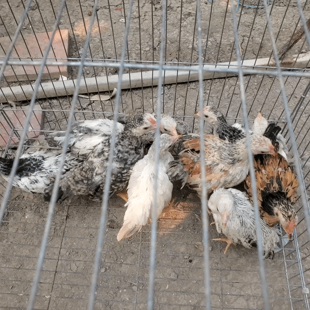 Gà tre bắc đi nguyen bay 11 con. Mua bán Gà tại Huyện Tân Hiệp Kiên Giang được đăng bởi Ha DANG hình 1