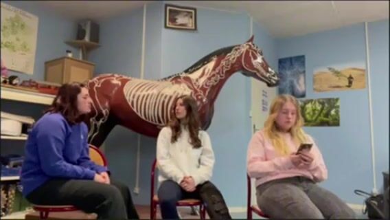 Equitation éthologique