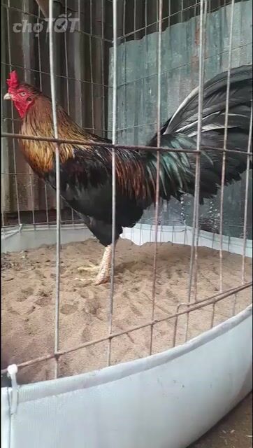 Gà trống 4.5kg Đen Nâu Đỏ. Mua bán Gà tại Huyện Châu Thành Sóc Trăng được đăng bởi Lãng Tử hình 1