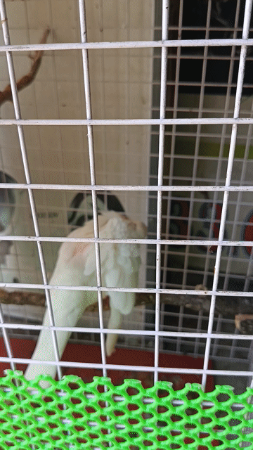 Cặp Chim Cu pháp sinh sản. Mua bán Chim tại Thị xã Tân Uyên Bình Dương được đăng bởi Lê Trường PC hình 1