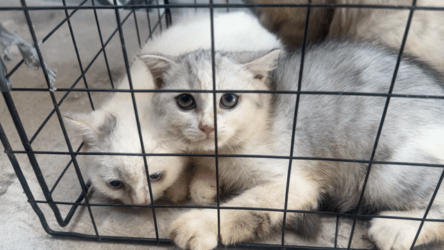 Mèo con Trắng xám 2 tháng tuổi. Mua bán Mèo tại Quận 12 Tp Hồ Chí Minh được đăng bởi Trần Thái Bảo hình 1