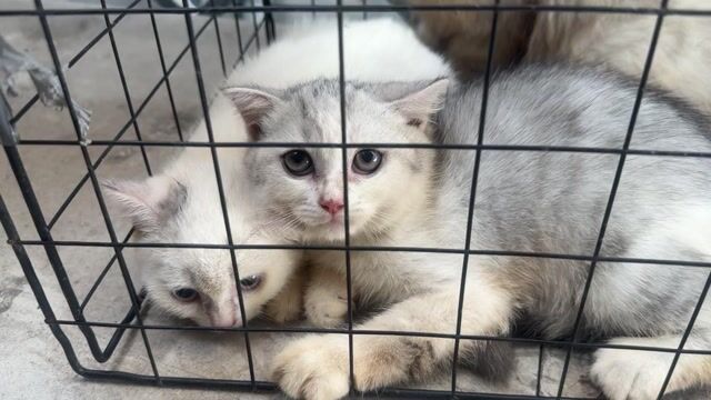 Mèo con Trắng xám 2 tháng tuổi. Mua bán Mèo tại Quận 12 Tp Hồ Chí Minh được đăng bởi Trần Thái Bảo hình 1