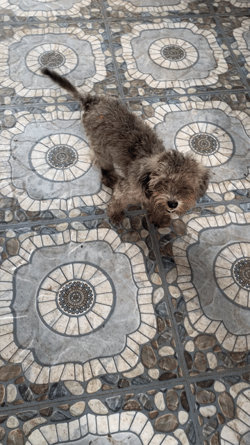 Chó Poodle Cái Nâu xám đã tiêm phòng. Mua bán Chó tại Quận Liên Chiểu Đà Nẵng được đăng bởi Lâm Võ hình 1