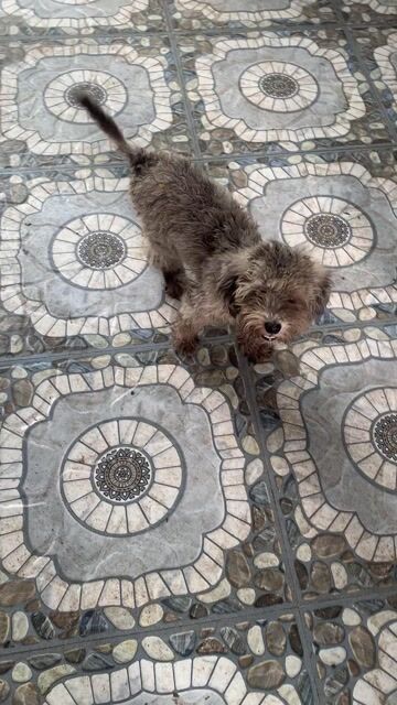 Chó Poodle Cái Nâu xám đã tiêm phòng. Mua bán Chó tại Quận Liên Chiểu Đà Nẵng được đăng bởi Lâm Võ hình 1