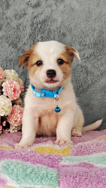 Trai Nhật F  xin chào sen dễ thương😚😚😚. Mua bán Chó tại Huyện Hóc Môn Tp Hồ Chí Minh được đăng bởi Smile Pet hình 1