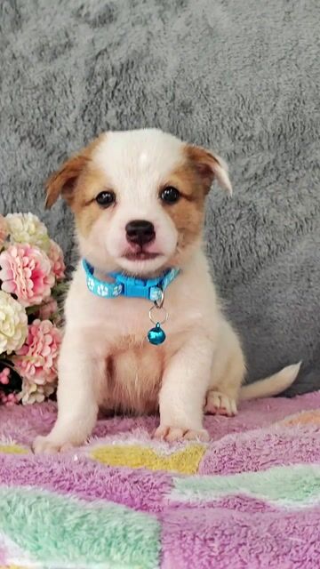Trai Nhật F  xin chào sen dễ thương😚😚😚. Mua bán Chó tại Huyện Hóc Môn Tp Hồ Chí Minh được đăng bởi Smile Pet hình 1