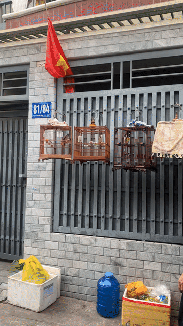 bộ mào 2mua ktl. Mua bán Chim tại Quận Bình Thạnh Tp Hồ Chí Minh được đăng bởi Chú Heo hình 1