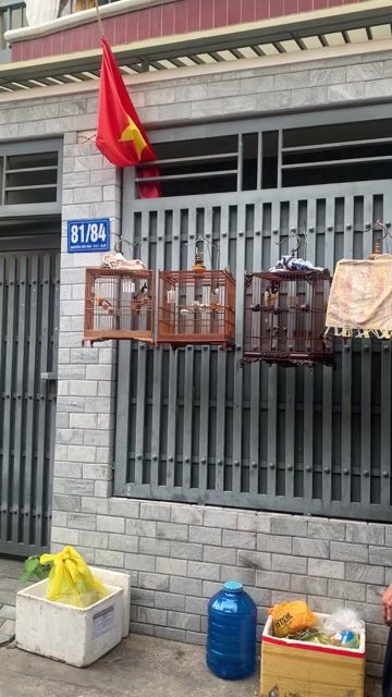 bộ mào 2mua ktl. Mua bán Chim tại Quận Bình Thạnh Tp Hồ Chí Minh được đăng bởi Chú Heo hình 1