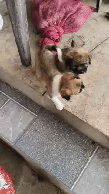 Chó con đực nâu trắng. Mua bán Chó tại Thị xã Kinh Môn Hải Dương được đăng bởi Diệu Linh hình 1