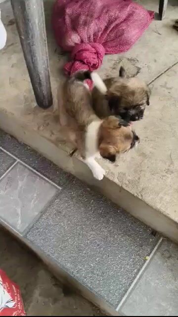 Chó con đực nâu trắng. Mua bán Chó tại Thị xã Kinh Môn Hải Dương được đăng bởi Diệu Linh hình 1