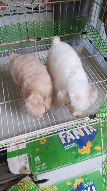 Chó Poodle Toy cái bò vàng. Mua bán Chó tại Thành phố Bến Tre Bến Tre được đăng bởi Cương Nguyễn hình 1