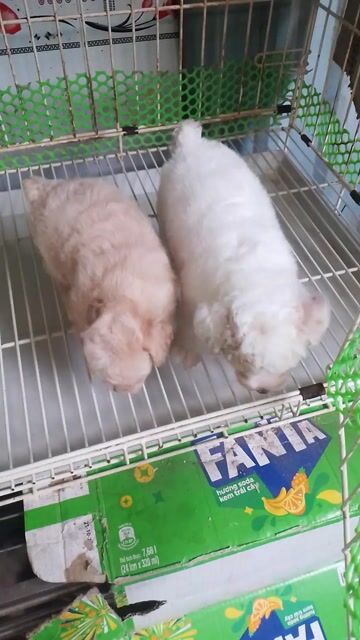 Chó Poodle Toy cái bò vàng. Mua bán Chó tại Thành phố Bến Tre Bến Tre được đăng bởi Cương Nguyễn hình 1