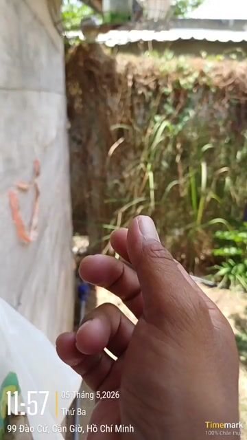 chim cu gáy khiển nhẹ. Mua bán Chim tại Huyện Cần Giờ Tp Hồ Chí Minh được đăng bởi  Gia Hoàng hình 1