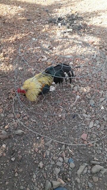 Gà tre chuối cần bán cho ae về chơi. Mua bán Gà tại Huyện Vĩnh Cửu Đồng Nai được đăng bởi Trung Mobile hình 1