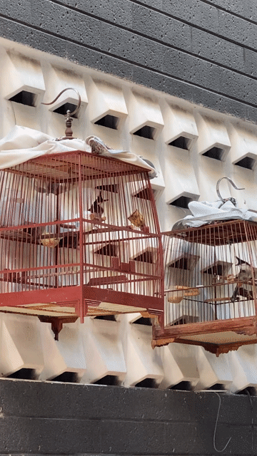 Chim chào mào Quảng Ngãi đực. Mua bán Chim tại Quận Gò Vấp Tp Hồ Chí Minh được đăng bởi chiến huỳnh hình 1