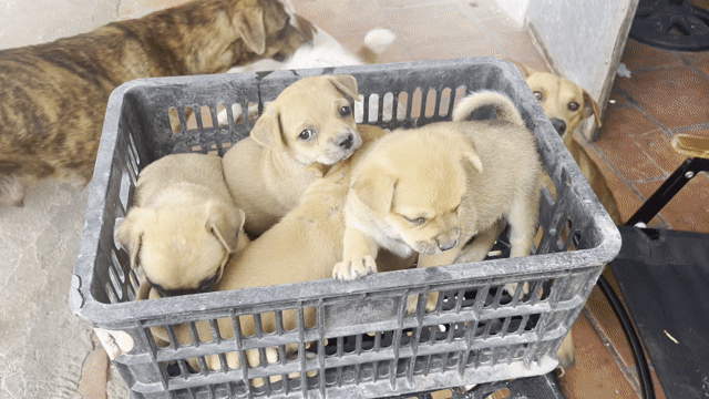 Chó cỏ lai Pug Nâu Lùn. Mua bán Chó tại Thành phố Tây Ninh Tây Ninh được đăng bởi vy yen hình 1