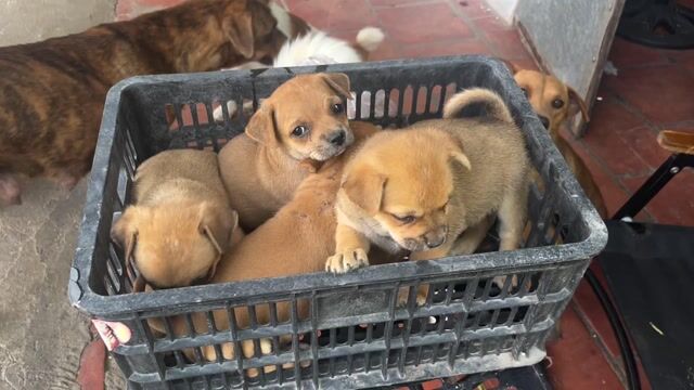 Chó cỏ lai Pug Nâu Lùn. Mua bán Chó tại Thành phố Tây Ninh Tây Ninh được đăng bởi vy yen hình 1