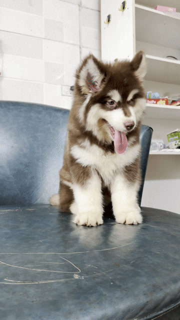 Chó Alaskan Malamute Cái Nâu trắng. Mua bán Chó tại Huyện Hoài Đức Hà Nội được đăng bởi Lạc Lạc  hình 1