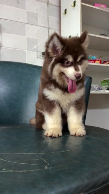 Chó Alaskan Malamute Cái Nâu trắng. Mua bán Chó tại Huyện Hoài Đức Hà Nội được đăng bởi Lạc Lạc  hình 1