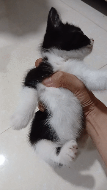 Mèo Anh cái 2 tháng Đen trắng. Mua bán Mèo tại Huyện Thạnh Phú Bến Tre được đăng bởi H Duy hình 1