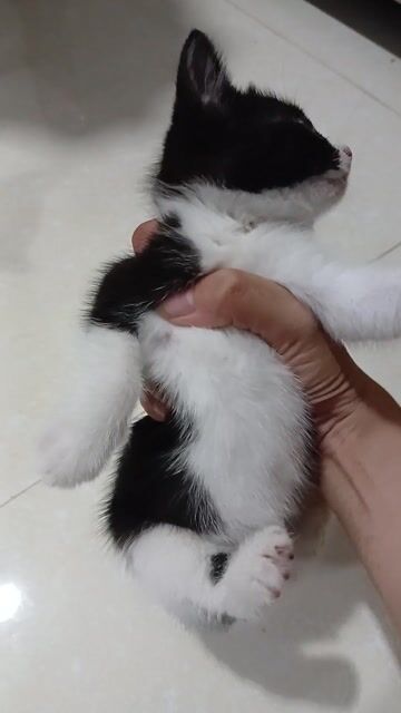 Mèo Anh cái 2 tháng Đen trắng. Mua bán Mèo tại Huyện Thạnh Phú Bến Tre được đăng bởi H Duy hình 1