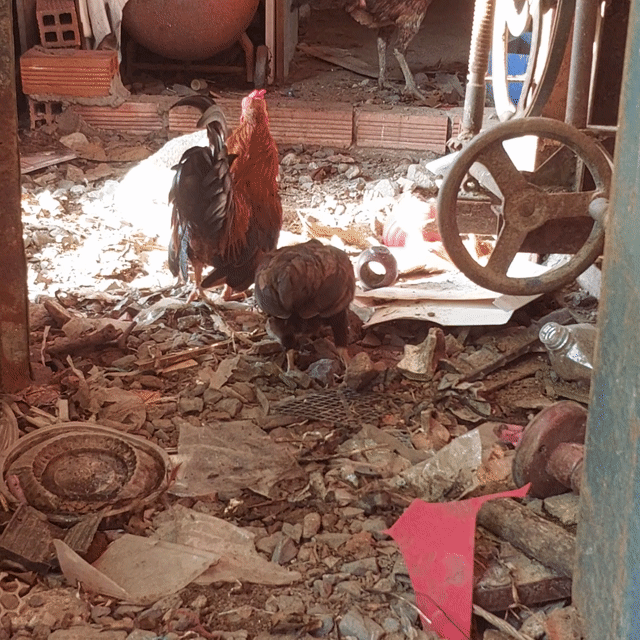 Gà tre giống nhỏ trống 1 cặp đang đẻ 4 trứng. Mua bán Gà tại Quận 8 Tp Hồ Chí Minh được đăng bởi Anh Khang hình 1