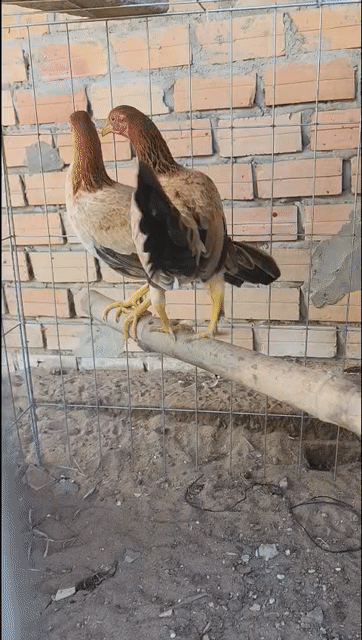 cặp mái tre asiubopbi hat . Mua bán Gà tại Huyện Phụng Hiệp Hậu Giang được đăng bởi Vinh hình 1