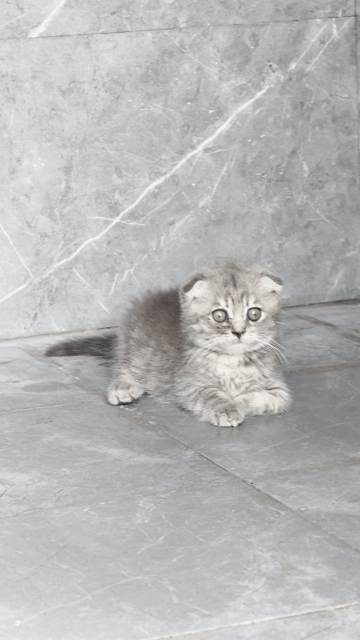 Mèo Tai cụp cái Xám vằn. Mua bán Mèo tại Thành phố Buôn Ma Thuột Đắk Lắk được đăng bởi hoa hồng hình 1