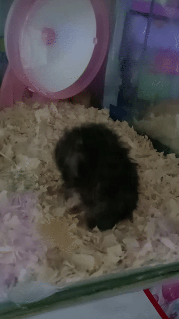 Hamster Bear Đen tạng to . Mua bán Thú cưng khác tại Thành phố Thủ Đức Tp Hồ Chí Minh được đăng bởi Thanh Tam hình 1