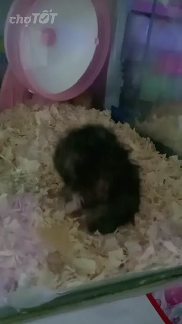 Hamster Bear Đen tạng to . Mua bán Thú cưng khác tại Thành phố Thủ Đức Tp Hồ Chí Minh được đăng bởi Thanh Tam hình 1