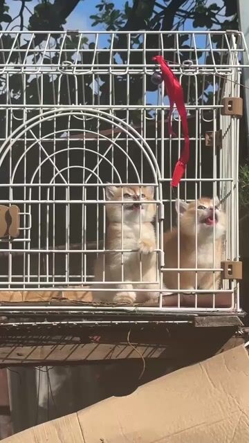 mèo Bố golden red nhập nga - mẹ munchkin thuần. Mua bán Mèo tại Huyện Hóc Môn Tp Hồ Chí Minh được đăng bởi Tùng Nguyễn hình 1