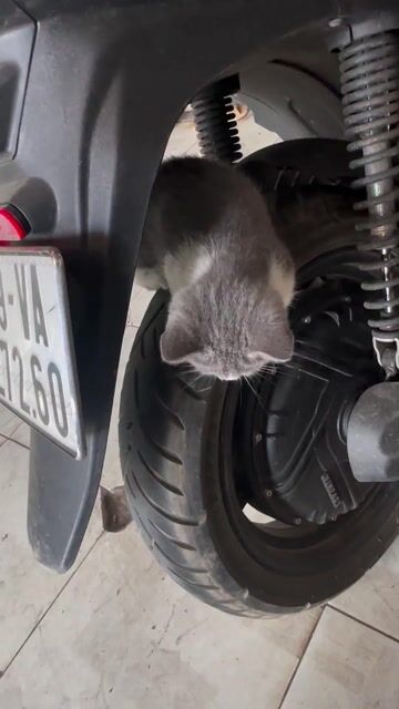 Mèo Anh lông ngắn chân lùn 7 tháng. Mua bán Mèo tại Quận 8 Tp Hồ Chí Minh được đăng bởi Khang Nguyễn hình 1