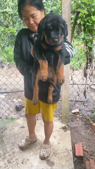 Rottweiler cái cực khủng . Mua bán Chó tại Huyện Bình Chánh Tp Hồ Chí Minh được đăng bởi Anh nông dân da đen hình 1