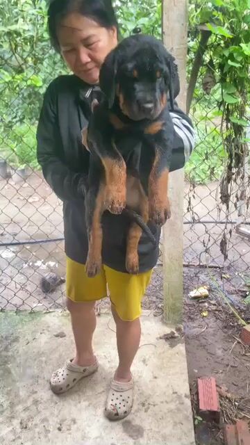 Rottweiler cái cực khủng . Mua bán Chó tại Huyện Bình Chánh Tp Hồ Chí Minh được đăng bởi Anh nông dân da đen hình 1