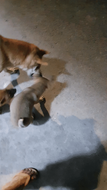Chó Mông cộc đực nâu cộc tịt hơi còi. Mua bán Chó tại Huyện Hoài Đức Hà Nội được đăng bởi Nam Nguyễn Đắc hình 1