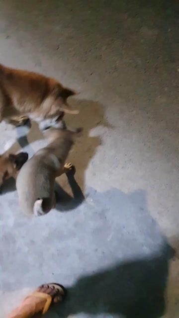 Chó Mông cộc đực nâu cộc tịt hơi còi. Mua bán Chó tại Huyện Hoài Đức Hà Nội được đăng bởi Nam Nguyễn Đắc hình 1