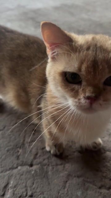 Mèo Munchkin đực 11 tháng. Mua bán Mèo tại Quận Tân Bình Tp Hồ Chí Minh được đăng bởi hong hoa hình 1