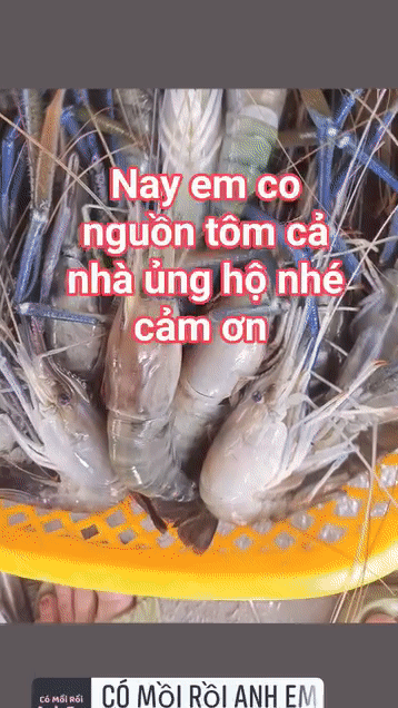 tôm càng  xanh . Mua bán Đồ ăn, thực phẩm và các loại khác tại Huyện Đăk Glong Đắk Nông được đăng bởi Quanglam hình 1